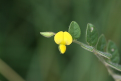 Crotalaria bifaria